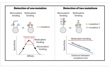 Nature Chemistry：异源多价能增强核酸突变的检测