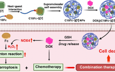 ACS Nano：超分子自组装纳米药物用于增强铁死亡治疗