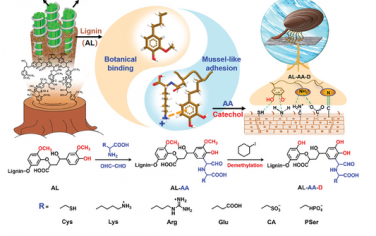 Adv Mater：木质素构筑仿生粘合剂应用于可穿戴生物电极