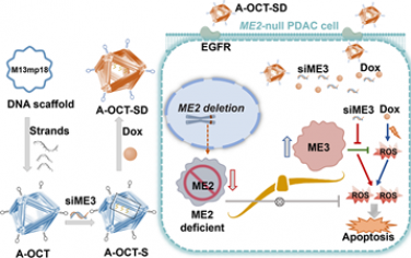 Nano Lett：八面体DNA纳米结构可共递送siME3和阿霉素以提高对ME2缺陷性胰腺癌的杀伤力