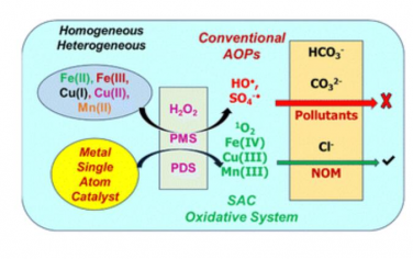 Chem. Soc. Rev.：单原子催化剂介导的水处理中活性物种的产生