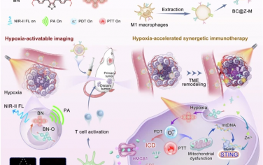 Nature Communications: 缺氧激活和微环境重塑纳米平台用于多功能成像和增强癌症免疫疗法