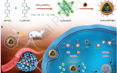 Biomaterials：原位激活仿生单位点生物正交纳米酶以用于肿瘤特异性联合治疗