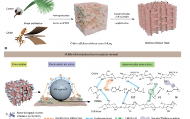 Science Advances：可再生自组装超分子生物质纤维框架用于有效去除微塑料