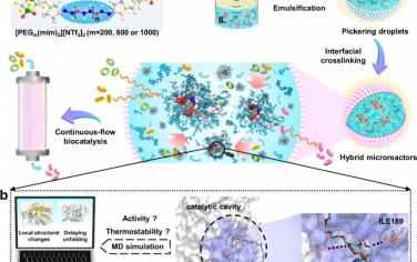 山西大学Nature Commun：设计微反应器内酶的构象增强流动相酶催化