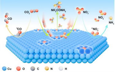 深圳大学JACS：晶格氧促进Cu电催化硝酸盐和CO2合成尿素