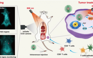 Biomaterials：多合一聚乙二醇化NIR-II共轭聚合物用于实现高分辨血液循环成像和光热免疫治疗