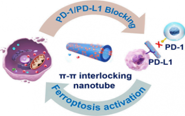 Nano Lett：利用交叉链π−π联锁协同增强免疫检查点阻断和铁死亡