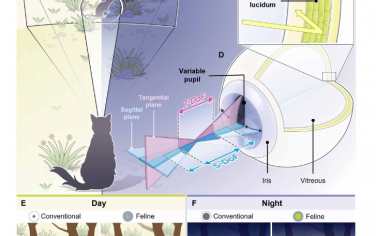 Sci. Adv.：受猫眼启发的人工视觉，可在各种光线条件下增强伪装破译能力