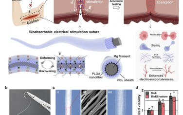 Nat Commun：一种生物可吸收机电纤维作为电刺激缝合线