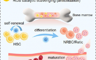 ACS Nano：驴皮胶衍生的碳点可激活红细胞生成和消除氧化应激以治疗再生障碍性贫血