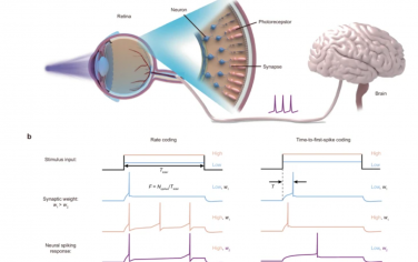 Nature Communications：一种具有多重速率和时间到第一次尖峰编码的人工视觉神经元
