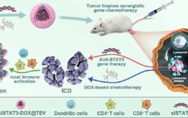 ACS Nano：肿瘤源性细胞外囊泡可通过肿瘤趋向性化学基因疗法实现三阴性乳腺癌局部免疫激活