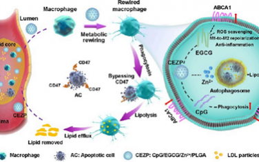 ACS Nano：多功能纳米药物可激活斑块级联清除和抑制炎症以实现动脉粥样硬化靶向治疗