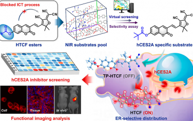 Anal. Chem.：合理设计用于功能成像和高通量抑制剂筛选的hCES2A近红外荧光底物