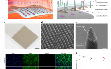 Nature Nanotechnology：基于液态金属的三维微电极阵列与可植入超薄视网膜假体相结合用于视力恢复