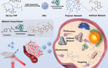 Adv. Mater：酪氨酸酶编织的黑色素网可通过靶向线粒体连接和增强光热疗法治疗黑色素瘤