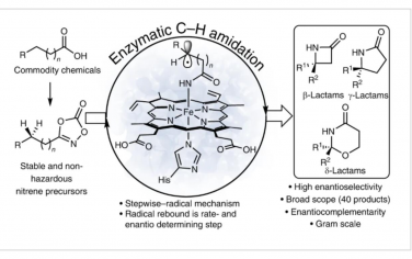 Nature Catalysis：酶促C–H酰胺化立体选择性构建β-、γ-和δ-内酰胺环