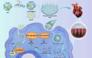 ACS Nano：纳米颗粒-贴片系统可向梗死心肌局部、有效和持续地递送miRNA以减轻心肌缺血-再灌注损伤