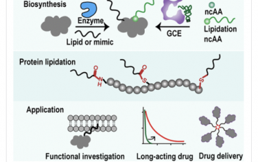 Chem. Rev.：蛋白质脂质化的生物合成及其应用