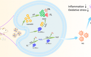 Anal. Chem：巨噬细胞膜包覆的Cu-WO3-x-Hydro820纳米反应器用于炎症肝组织的光声/荧光成像和治疗