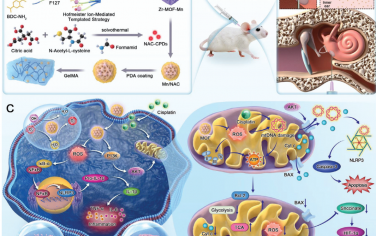 Adv. Mater：功能化纳米酶微胶囊可通过重塑线粒体稳态预防耳聋