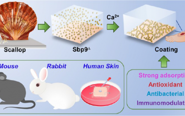 ACS Nano：源自海洋黏附蛋白、模拟细胞外基质的多功能涂层可通过调节微环境促进糖尿病伤口愈合