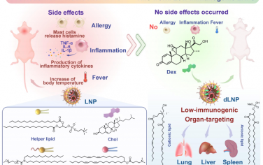 Angew：构建具有低免疫原性的器官靶向脂质纳米颗粒以用于肺纤维化治疗