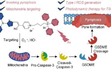 ACS Nano：靶向线粒体的AIEgens可作为热亡诱导剂以增强舌鳞癌I型光动力治疗