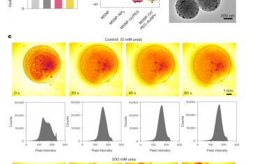 Nature Nanotechnology：用于放射性核素膀胱癌症治疗的纳米机器人