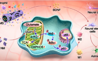 ACS Nano：仿生“特洛伊木马”纤维可调节先天免疫级联以促进神经再生