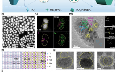 Angew：氟掺杂介导NaREF4在TiO2上外延生长以增强近红外生物成像和光动力治疗