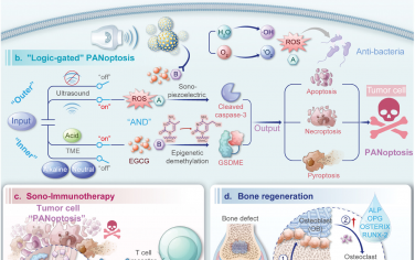 AM：“外压电和内表观遗传”逻辑门控全凋亡用于骨肉瘤声免疫治疗和骨再生