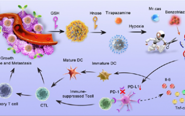 ACS Nano：触发级联激活的纳米平台可缓解乏氧以实现NIR-II成像指导的肿瘤免疫治疗