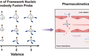 ACS Nano：基于框架核酸-纳米抗体融合探针的药代动力学调控与分析用于实现高效的PET成像