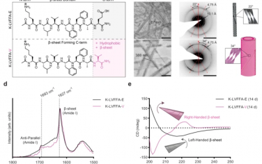 Nat. Commun.：揭开设计可调生物材料的超分子手性密码