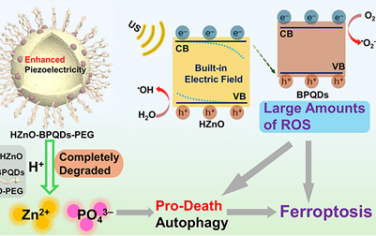 JACS：可降解的压电中空ZnO异质结构用于实现声动力治疗和促死亡自噬