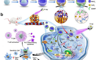 Biomaterials：具有氧空位和模拟酶活性的MnO2@CeOx-GAMP可实现放射增敏介导的STING通路激活