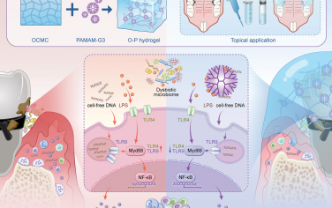 AFM：利用水凝胶缓解口腔菌群失调和细菌引发的促炎免疫反应，控制牙槽骨流失