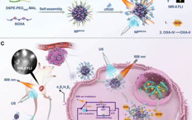 Adv. Mater：具有可切换照射模式的NIR-II荧光纳米诊疗制剂用于免疫原性声动力治疗