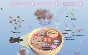 Biomaterials：利用放射性223Ra/Ba单原子酶靶向衰老以增强抗肿瘤免疫治疗