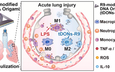 Nano Lett：雾化吸入的肽修饰DNA折纸可减轻急性肺损伤