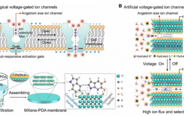 Science Advances：MXene 膜中电压门控和离子电荷的协同作用实现可控和选择性单价阳离子分离