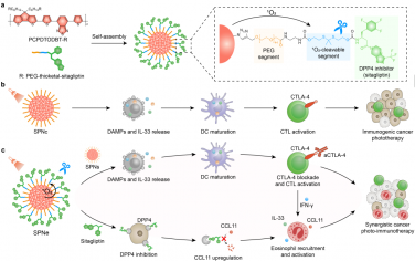 Angew：激活嗜酸性粒细胞的半导体聚合物纳米粒子用于癌症光-免疫治疗