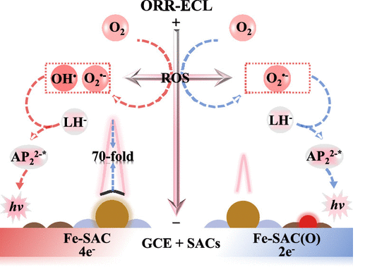 JACS：单原子电催化剂ORR电化学Luminol荧光.png