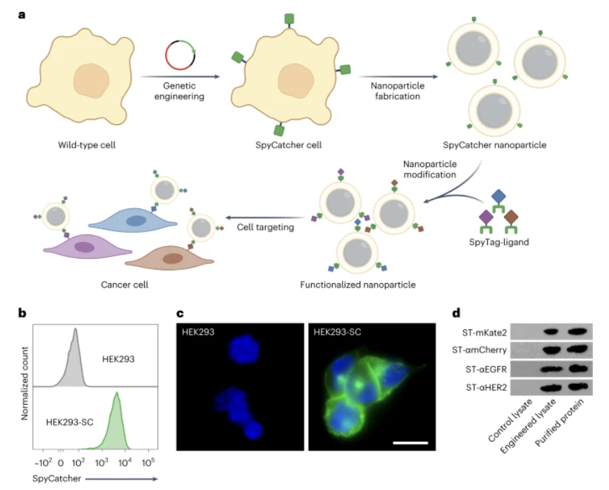 Nature Nanotechnology：利用基因工程增强细胞膜包覆纳米颗粒功能的模块化方法.png